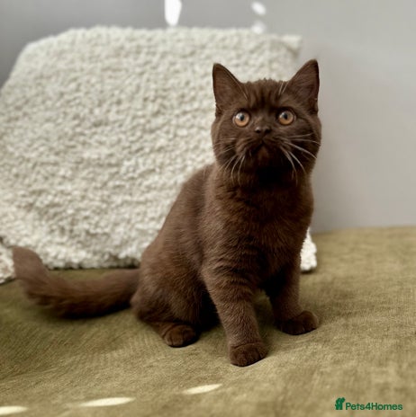 British Shorthair cats - Advert 1