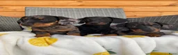 Miniature Dachshund dogs for sale: 3 miniature dachshund 🐾  - Advert 3