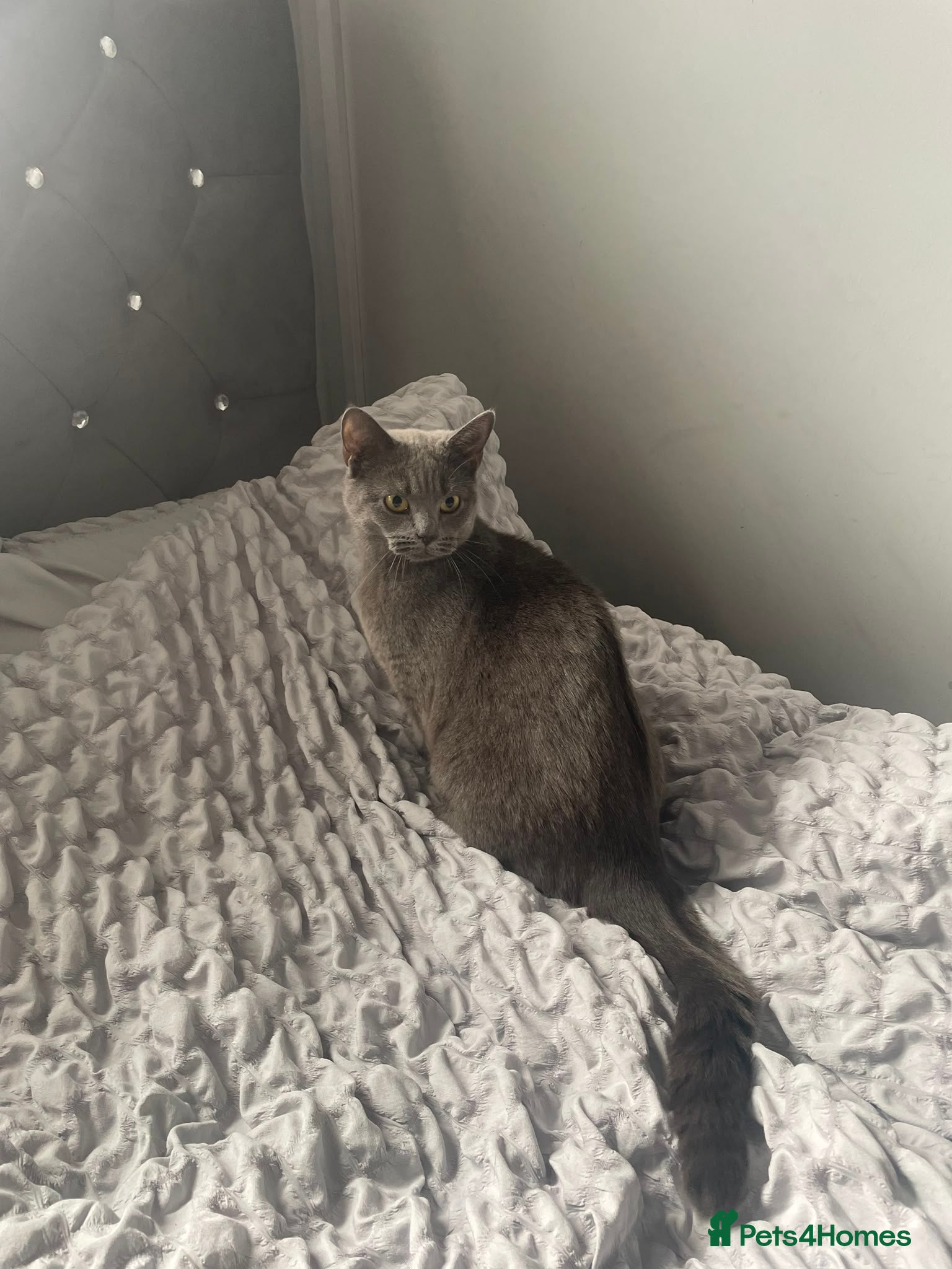 British Shorthair cats Female British Shorthair - Advert 8
