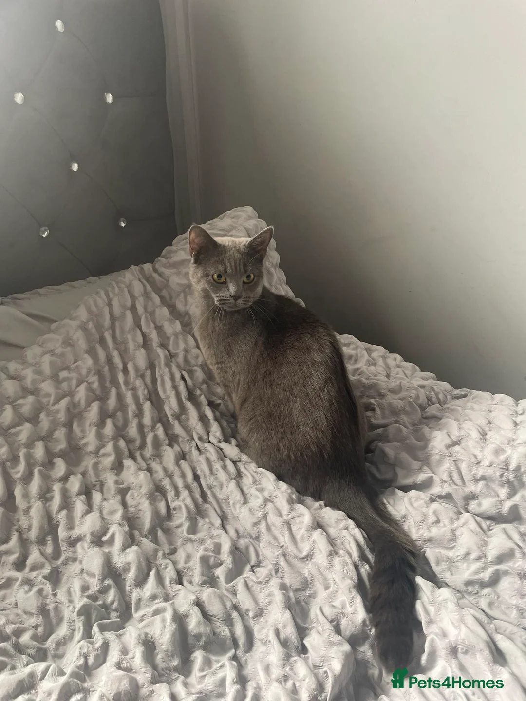 British Shorthair cats for sale: Female British Shorthair in Dudley - Advert 1
