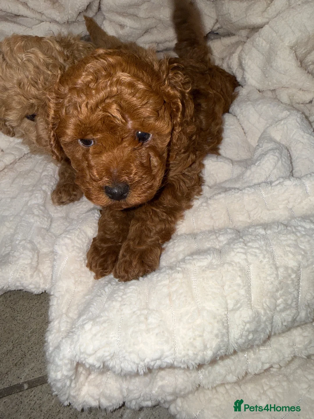 Toy Poodle dogs for sale: A wonderful handsome little boy toy poodle  in Pontypool - Advert 5