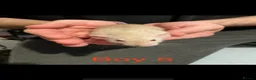 Rat rodents for sale: Dumbo Siamese Baby Rats Looking for Loving Homes  - Advert 6