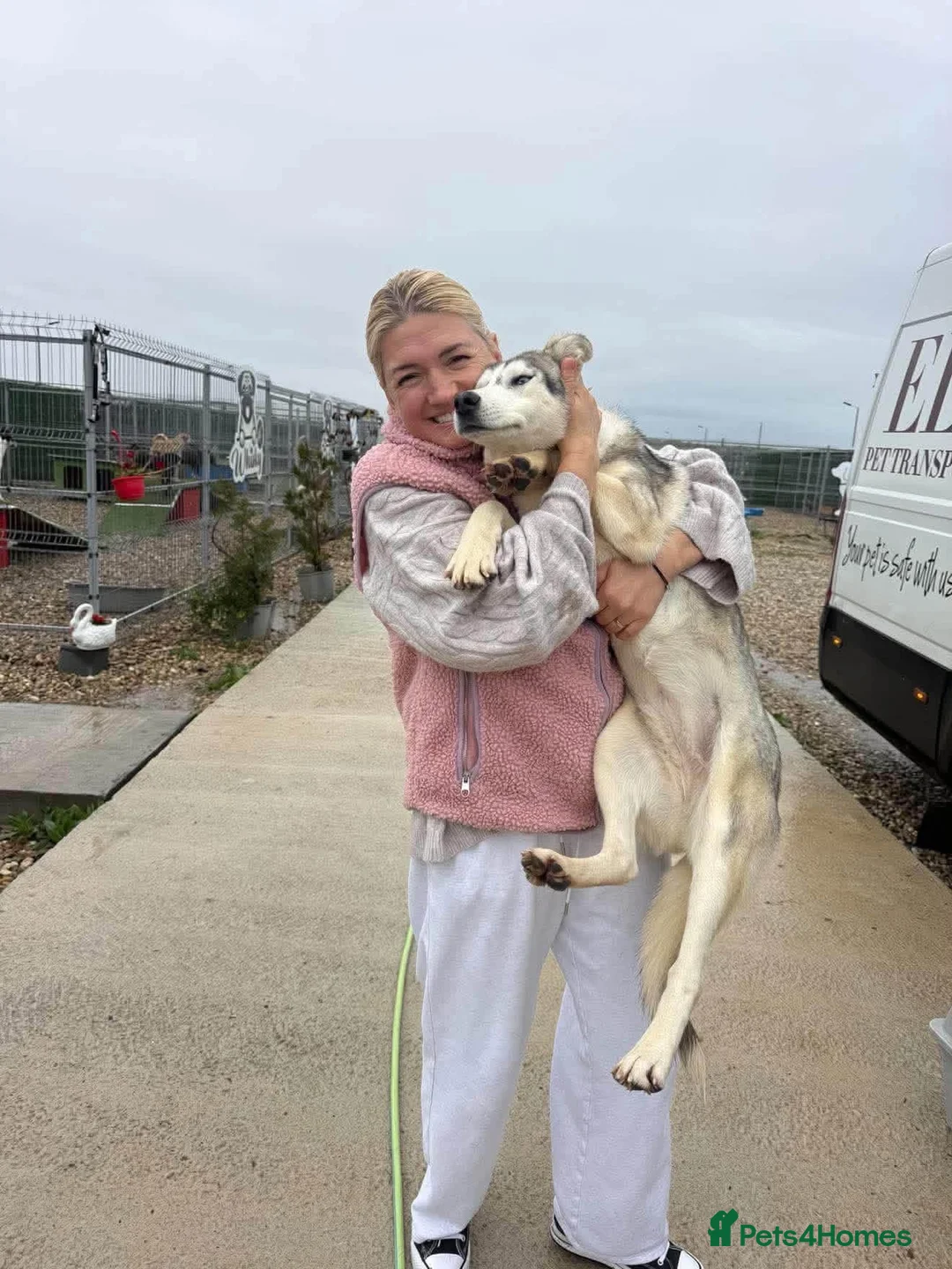 Mixed Breed dogs for adoption: Aisha - Norwich Norfolk  - Advert 1