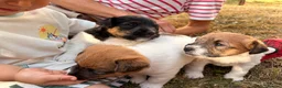 Jack Russell dogs for sale: Rough Coated Tricolour Jack Russell  in Carmarthen - Advert 3
