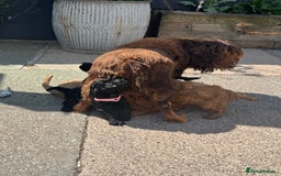 Cockapoo dogs for sale: Stunning Cockerpoo’s available  - Image 19