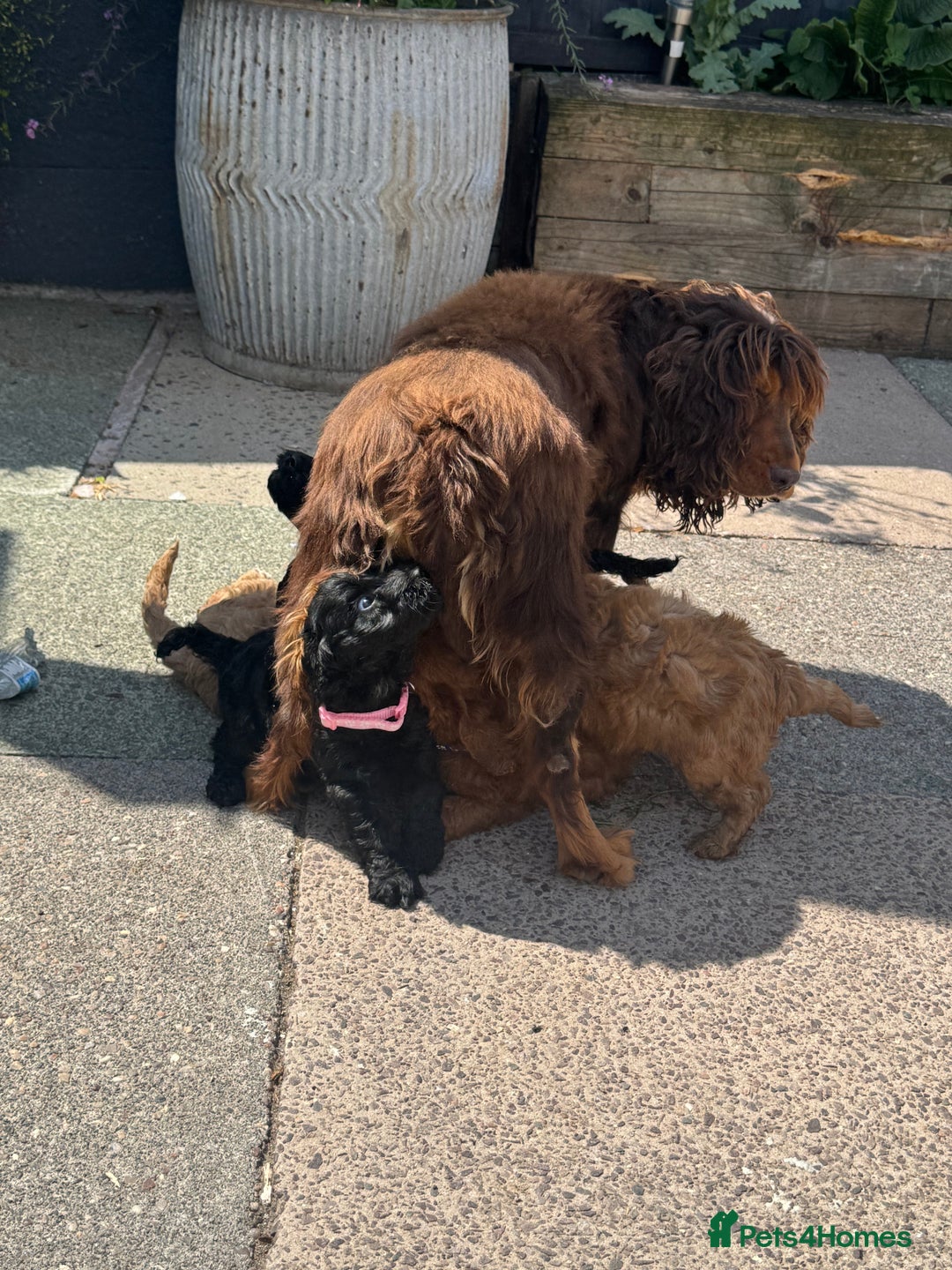 Cockapoo dogs for sale: Stunning Cockerpoo’s available  - Image 19