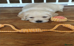 Golden Retriever dogs for sale: Golden Retriever Puppies For Sale - Image 3