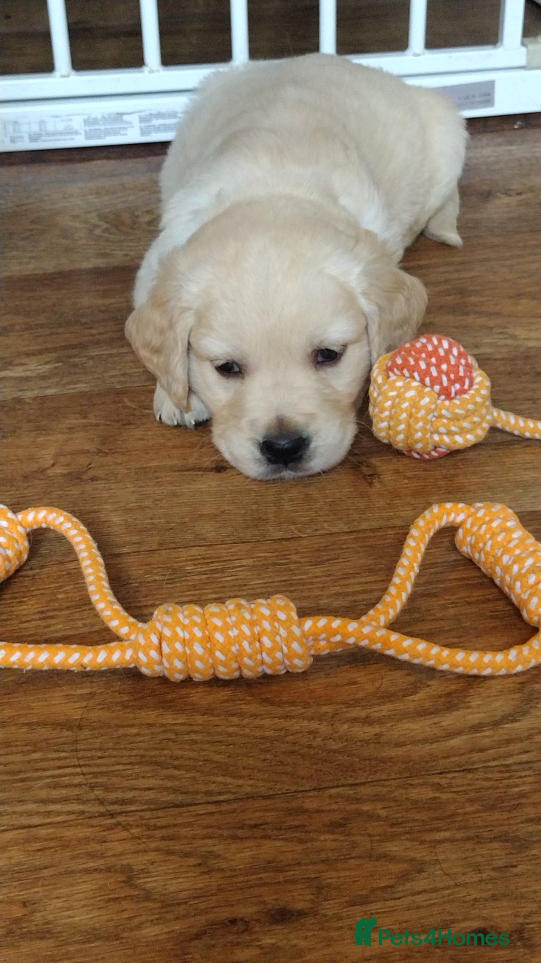 Golden Retriever dogs for sale: Golden Retriever Puppies For Sale - Image 3