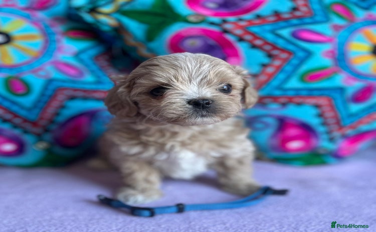 Maltipoo dogs - Advert 1