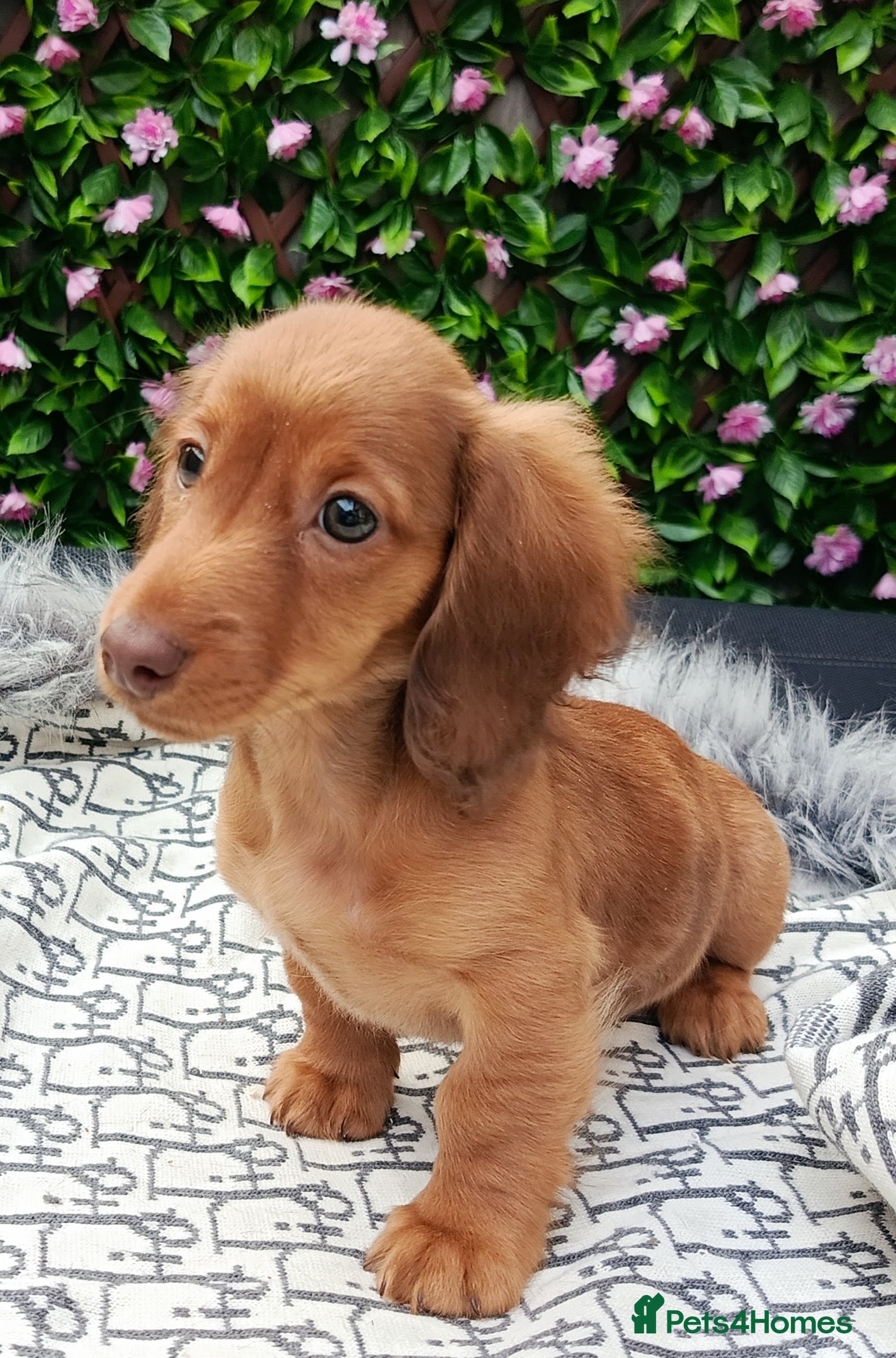 Dachshund dogs SHADED CREAM EXTRA MINI DAXIS PRA KC REG  - Advert 7