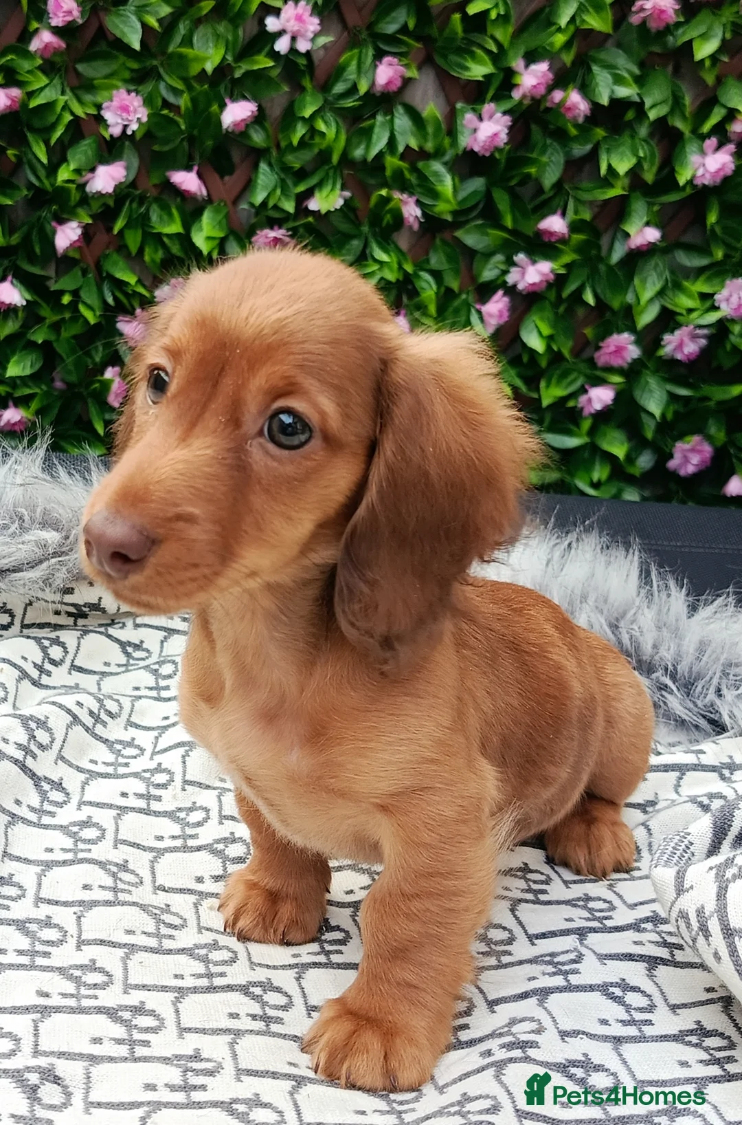 Dachshund dogs for sale: FULLY VAX  MINI DAXIS PRA KC REG  - Advert 2