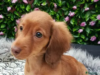 Dachshund dogs SHADED CREAM EXTRA MINI DAXIS PRA KC REG - Advert 7