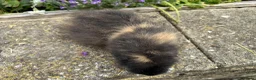 Guinea Pig rodents for sale: Friendly Swiss guinea pig boars (boys) - Advert 13