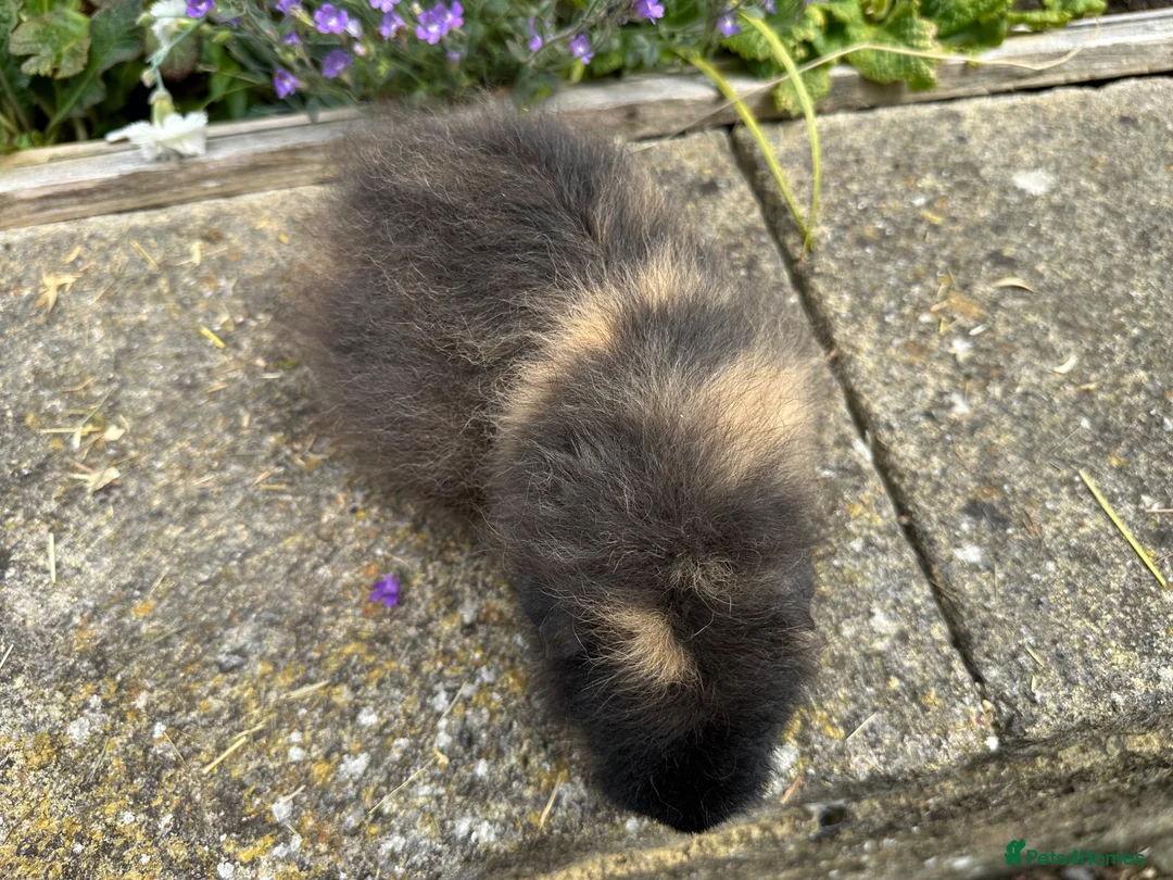 Guinea Pig rodents for sale: Friendly Swiss guinea pig boars (boys) - Advert 13