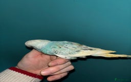 Budgerigars birds for sale: Hand reared baby budgies  - Image 5