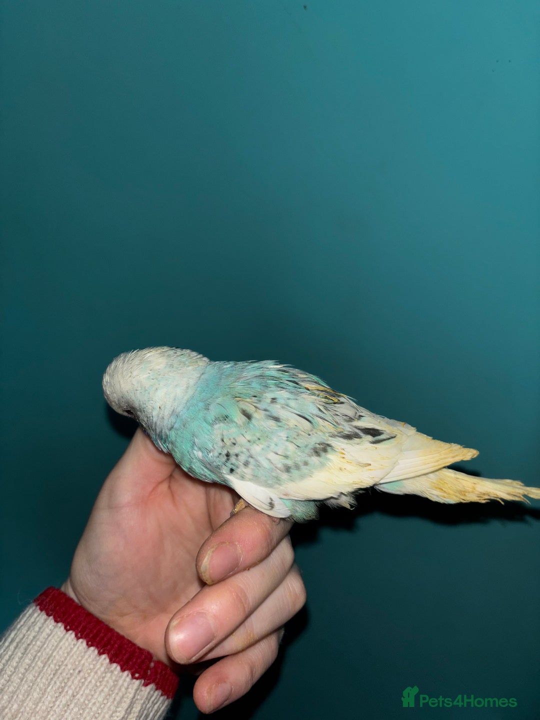 Budgerigars birds for sale: Hand reared baby budgies  - Image 5