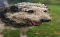 Mixed Breed dogs for adoption: 💙🐶 THEO 🐶💙 - Image 4