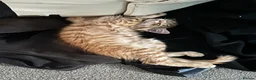 Mixed Breed cats for sale: Beautiful Ginger & Tortoiseshell Kittens in Faringdon - Advert 15
