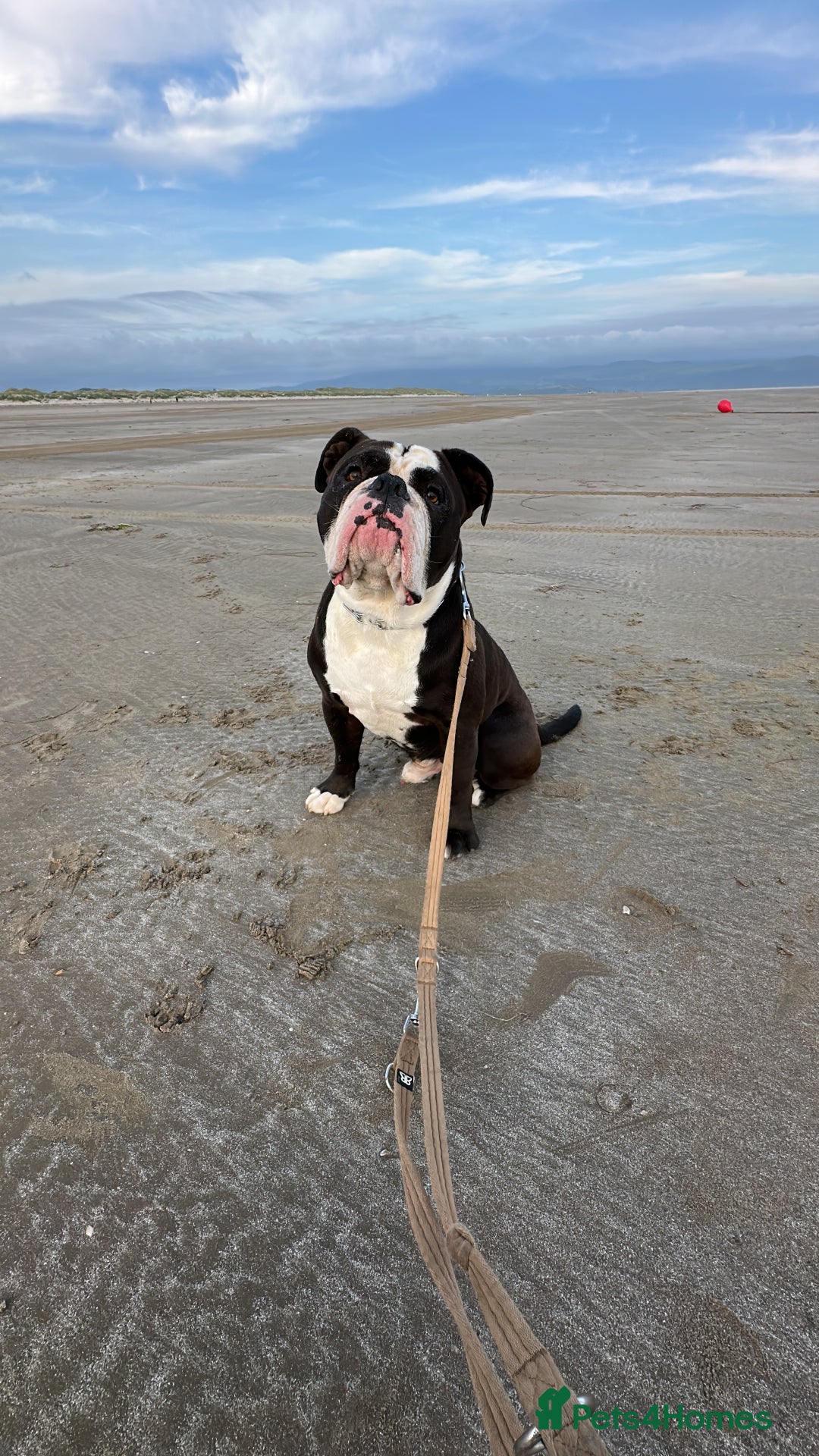 Dorset Olde Tyme Bulldogge dogs for sale: Kong (Old Tyme Bulldog) - Image 2