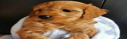 Cavapoo dogs for sale: Extensively health tested F1b Cavapoo puppies  - Advert 13