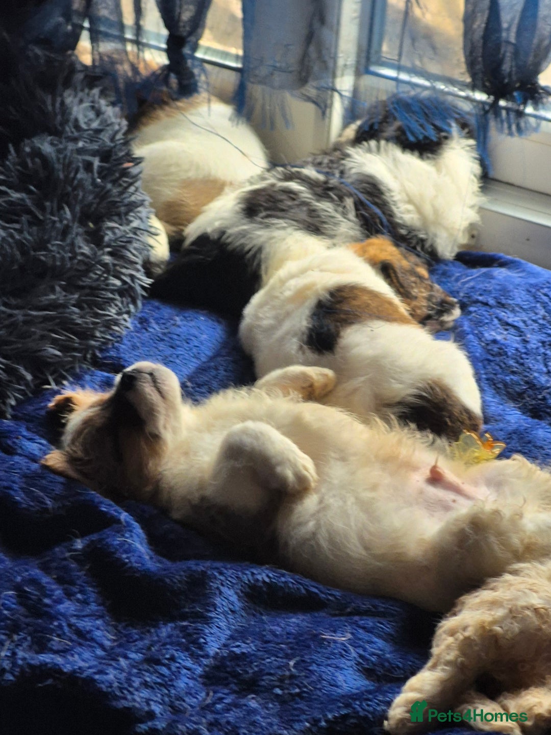 Mixed Breed dogs for sale: Puppies  - Advert 6