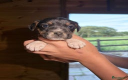Jack Russell dogs for sale: Jack Russell puppies 5 boys left - Image 13