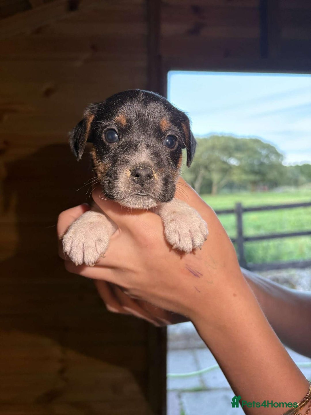 Jack Russell dogs for sale: Jack Russell puppies 5 boys left - Image 13