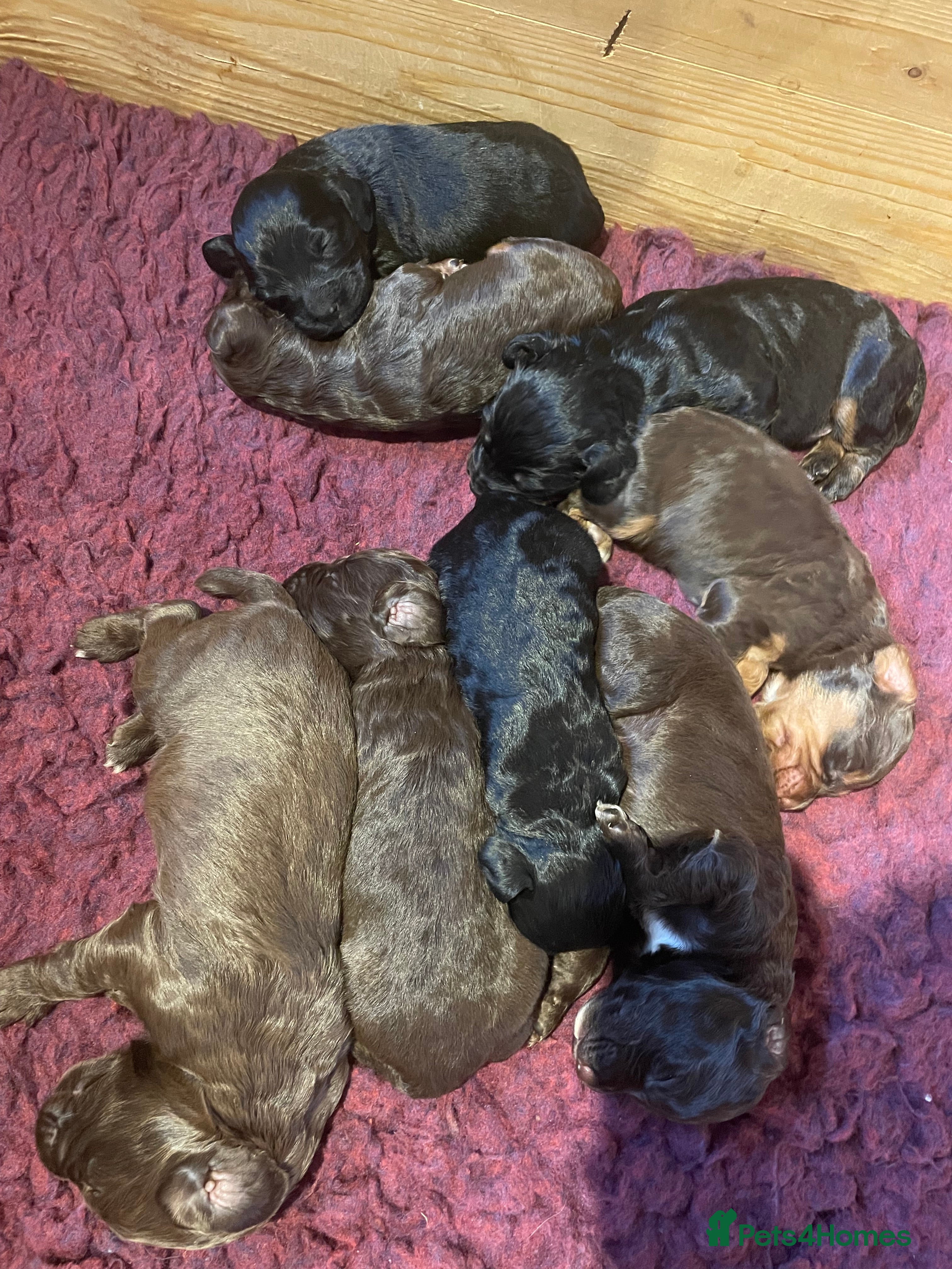 Cocker Spaniel dogs KC Registered Health Tested Working Cocker Spaniel - Advert 2