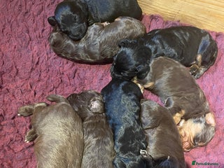 Cocker Spaniel dogs KC Registered Health Tested Working Cocker Spaniel - Advert 12