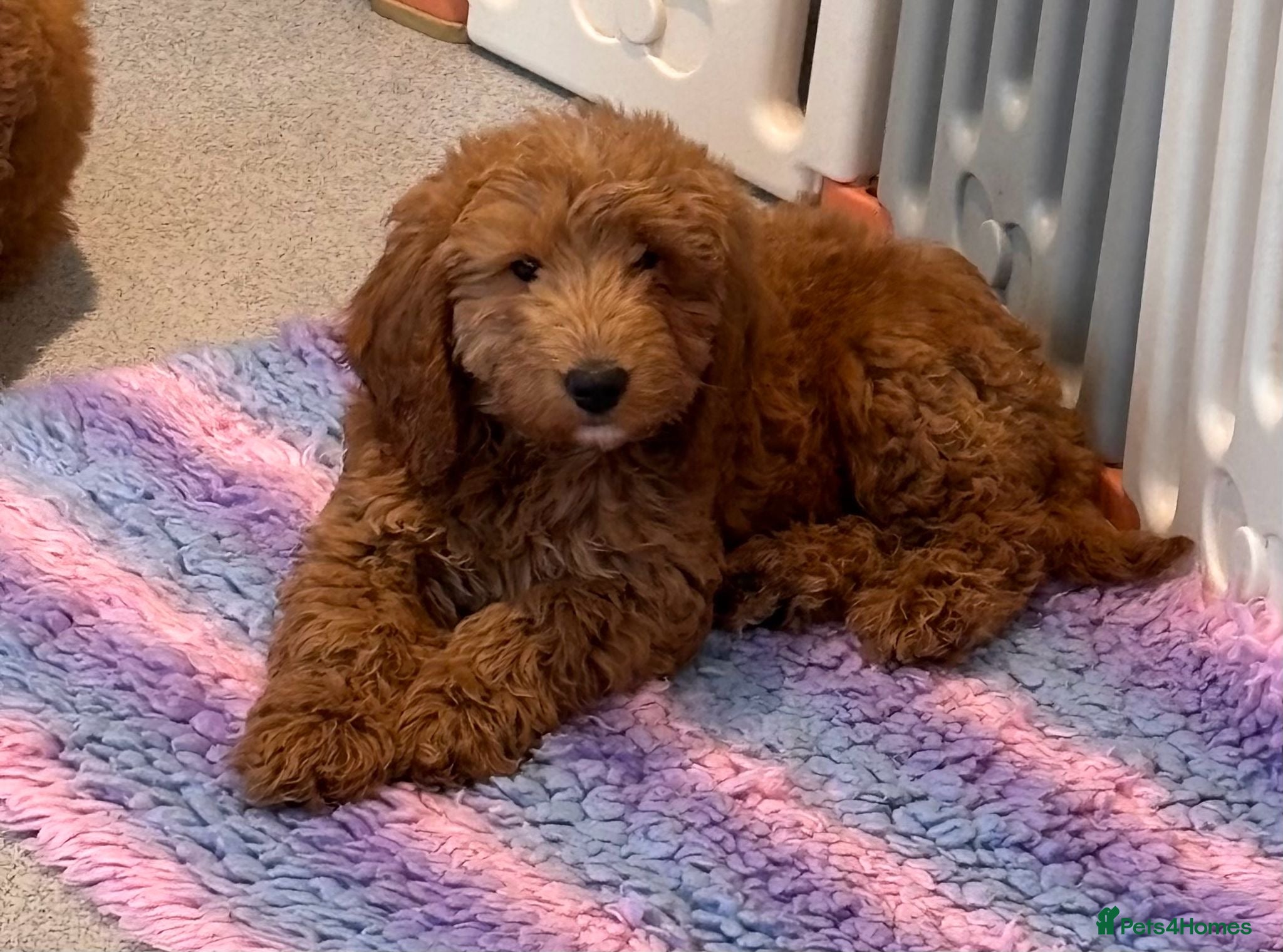 Cavapoo dogs 1 Boy Beautiful Cavapoo Pups - Advert 14