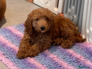 Cavapoo dogs 1 Boy Beautiful Cavapoo Pups - Advert 14