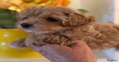 Maltipoo dogs - Advert 1