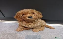 Cavapoo dogs for sale: Gorgeous Fox Red Toy Cavapoos - Advert 7