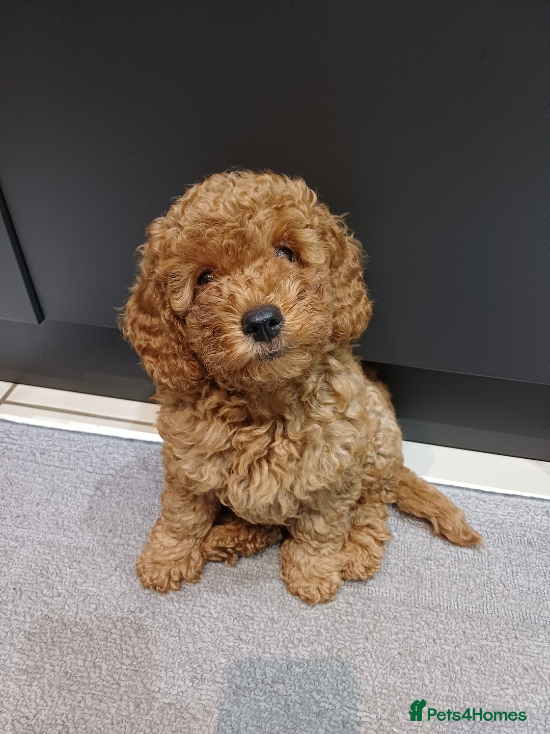 Cavapoo dogs for sale: Gorgeous Fox Red Toy Cavapoos - Advert 7