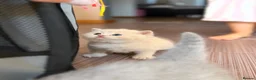 Scottish Fold cats for sale: Scottish fold kittens 🐾 - Advert 8