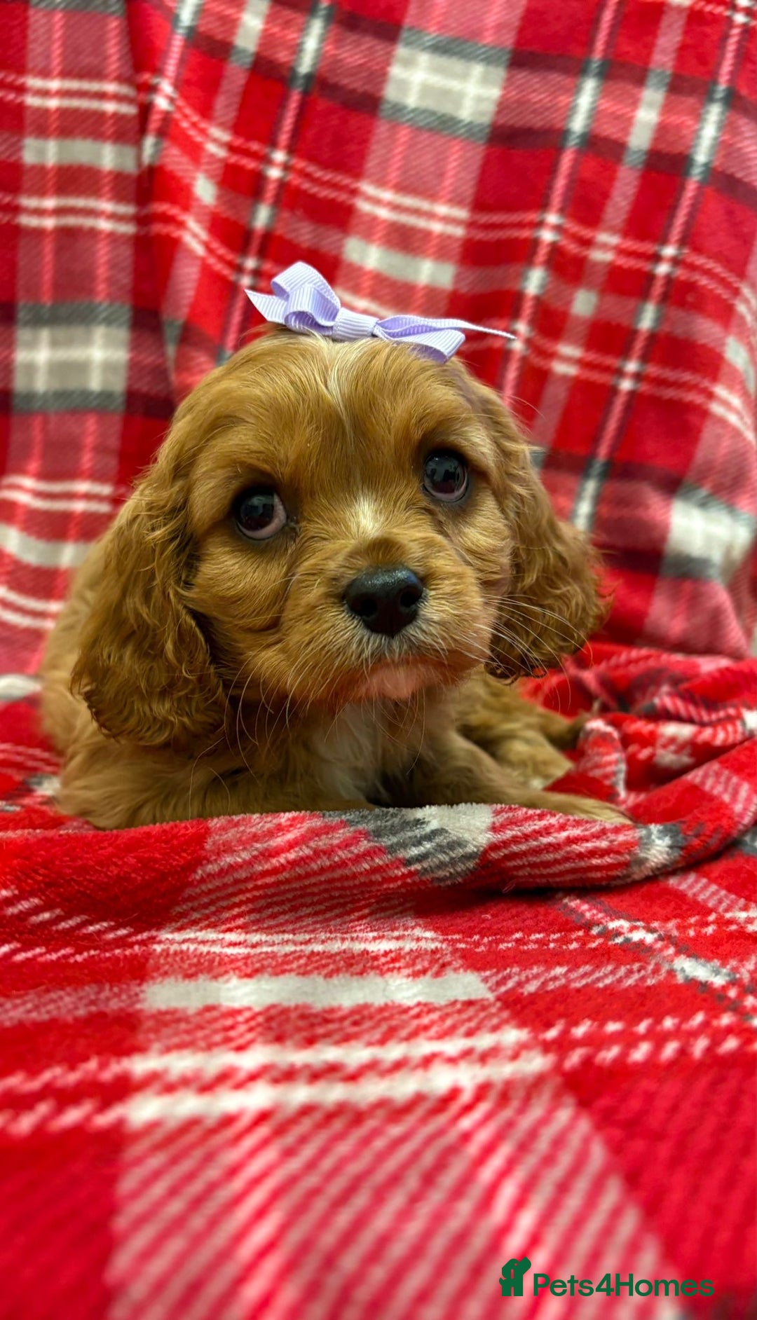 Cavalier King Charles Spaniel dogs for sale: Beautiful Cavalier King Charles babies ❤️ - Advert 12