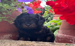 Cavapoo dogs for sale: Cavapoo rare black &tan health tested  - Image 10