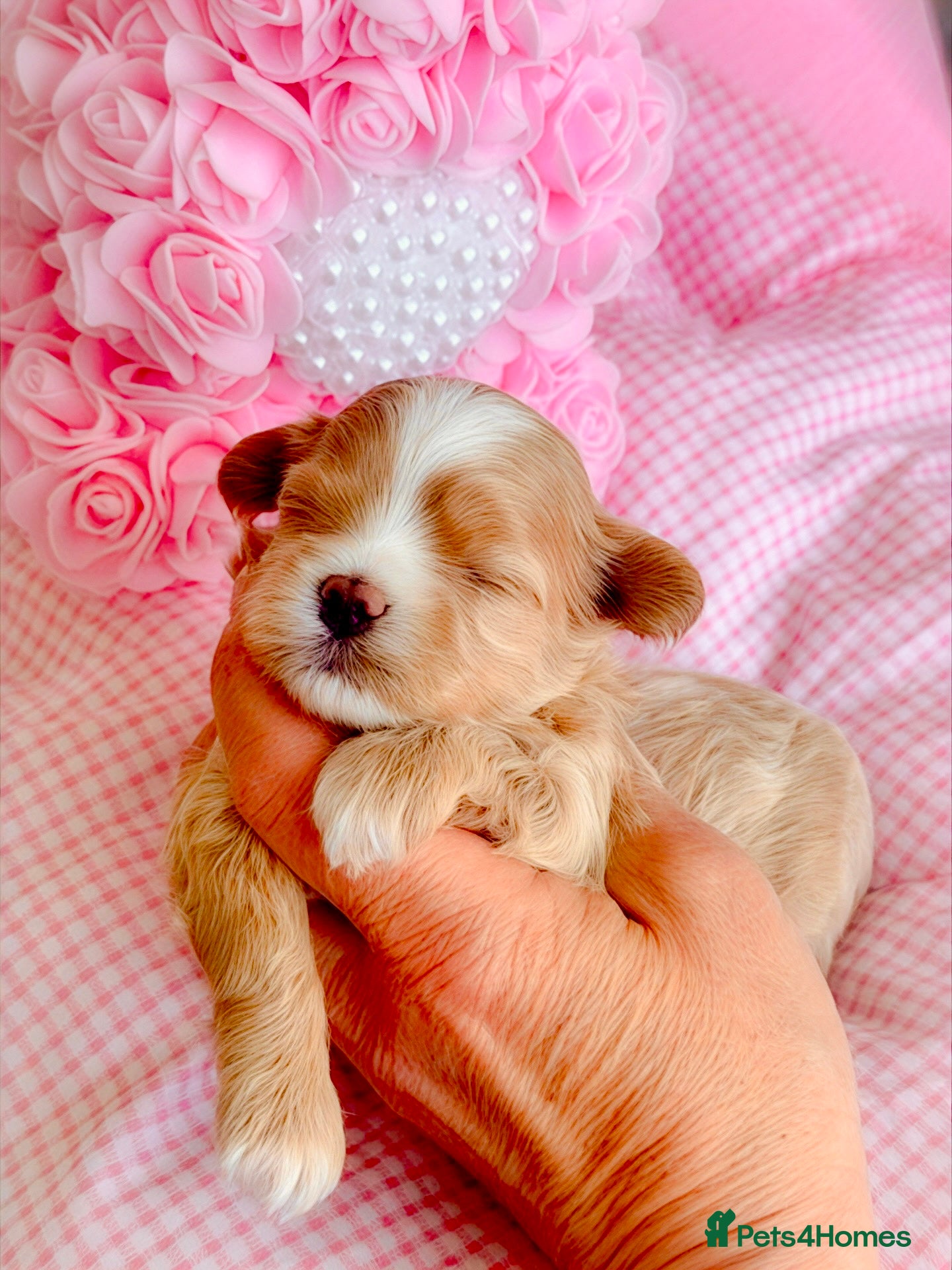 Maltipoo dogs 💎 Prestige Luxury Maltipoo DNA Tested  Parents 💎 - Advert 12