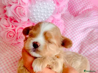 Maltipoo dogs 💎 Prestige Luxury Maltipoo DNA Tested Parents 💎 - Advert 12