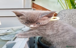 Mixed Breed cats for sale: Grey kittens  - Image 24