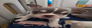 French Bulldog Puppy 3