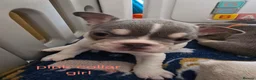 French Bulldog dogs for sale: French bulldog puppies  in Yeovil - Advert 3