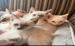 Ragamese cats for sale: Beautiful Ragamese kittens ❤️ - Image 5