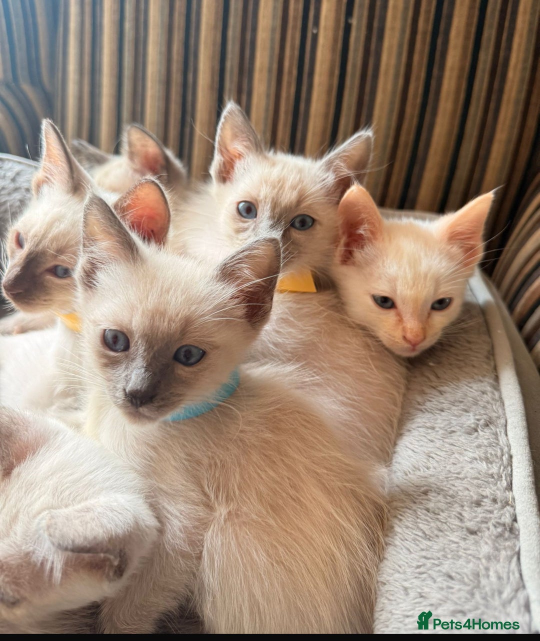 Ragamese cats for sale: Beautiful Ragamese kittens ❤️ - Image 5
