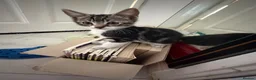 Asian cats for sale: Playful and beautiful Asian tabby kittens - Advert 2