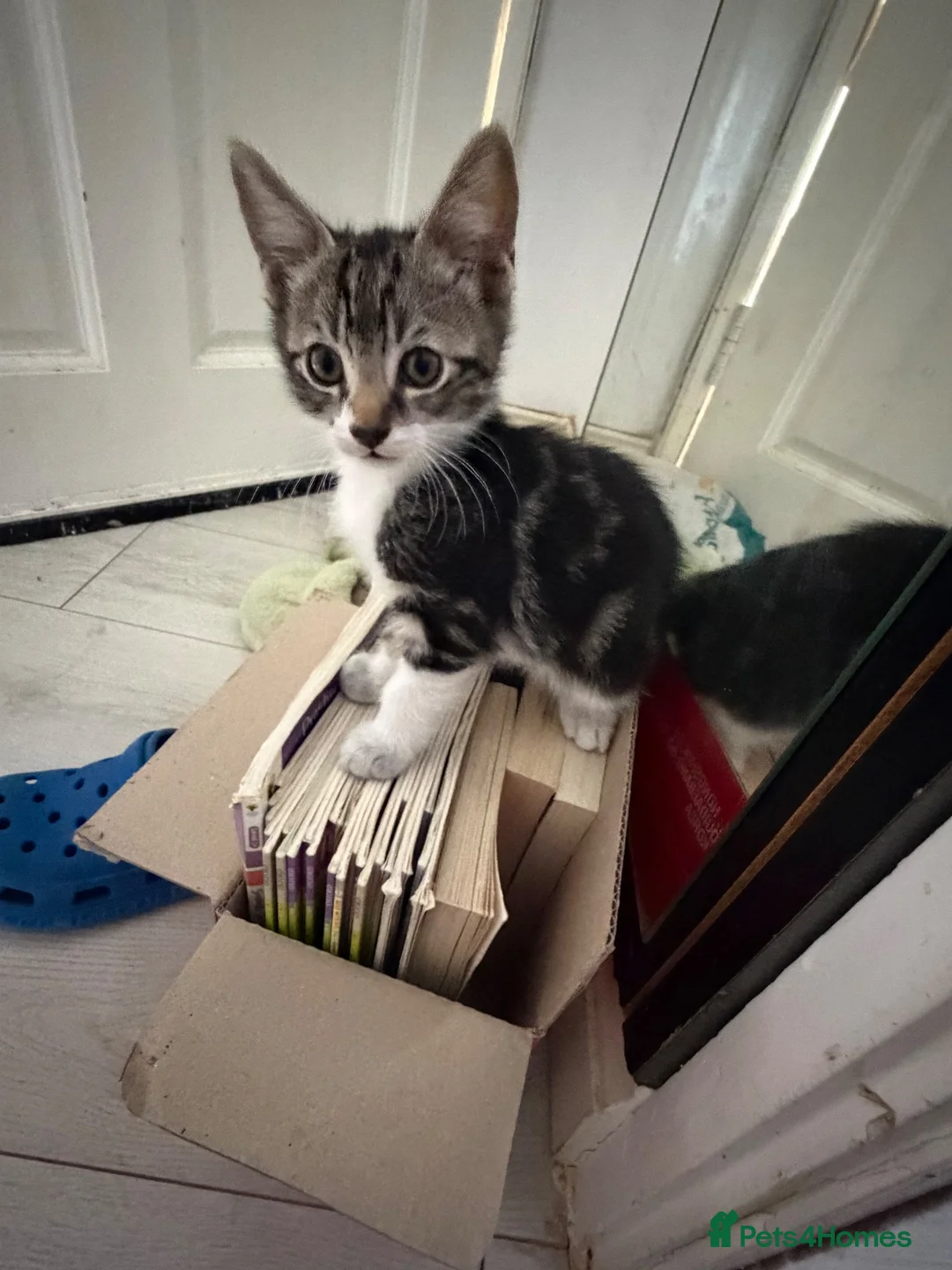 Asian cats for sale: Playful and beautiful Asian tabby kittens - Advert 2