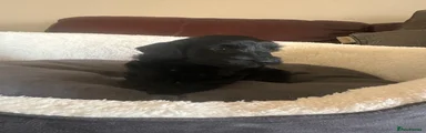 Cockapoo 7