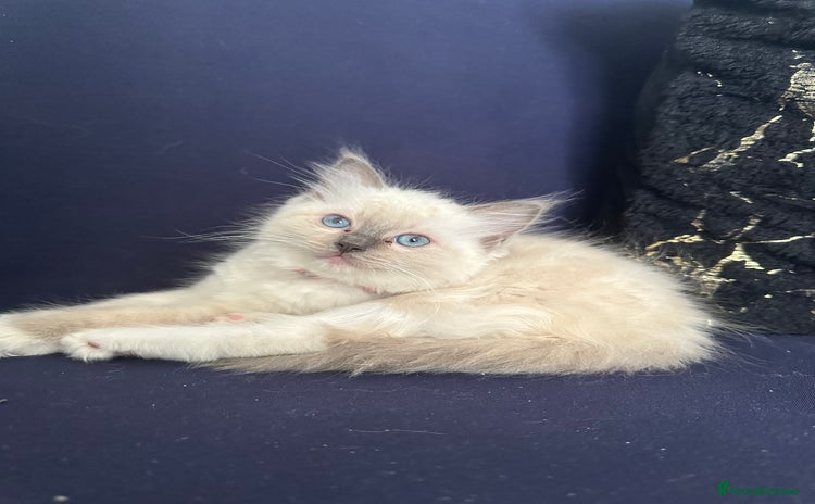 Ragdoll cats - Advert 12