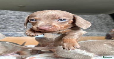 Miniature Dachshund dogs - Advert 3