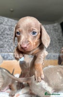 Miniature Dachshund dogs - Advert 11